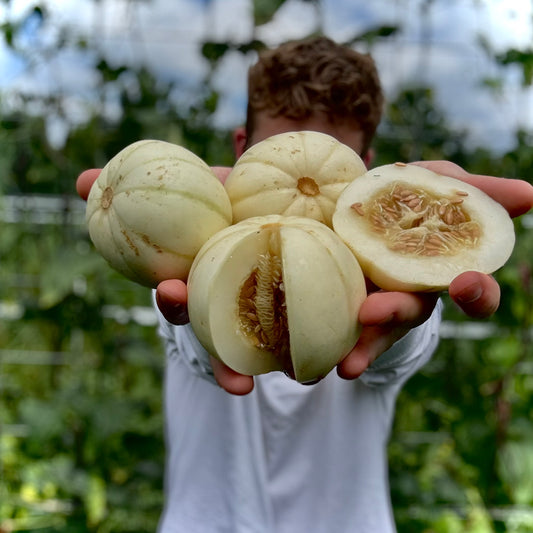 Melon- Kiku chrysanthemum
