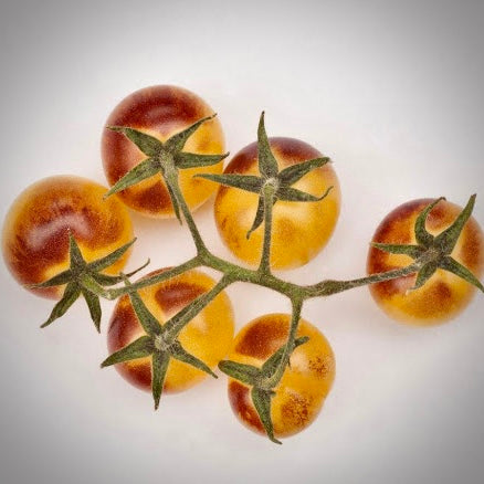 Tomato - Indigo Cream Berries
