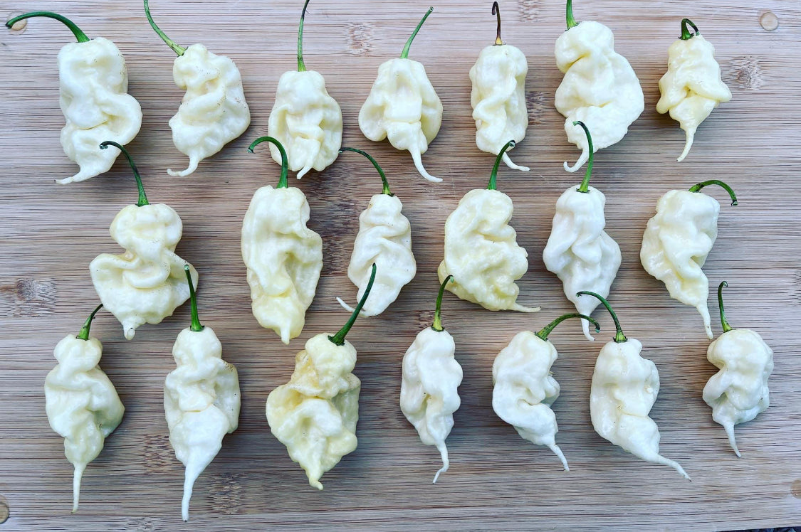 Pepper - White Ghost Scorpion