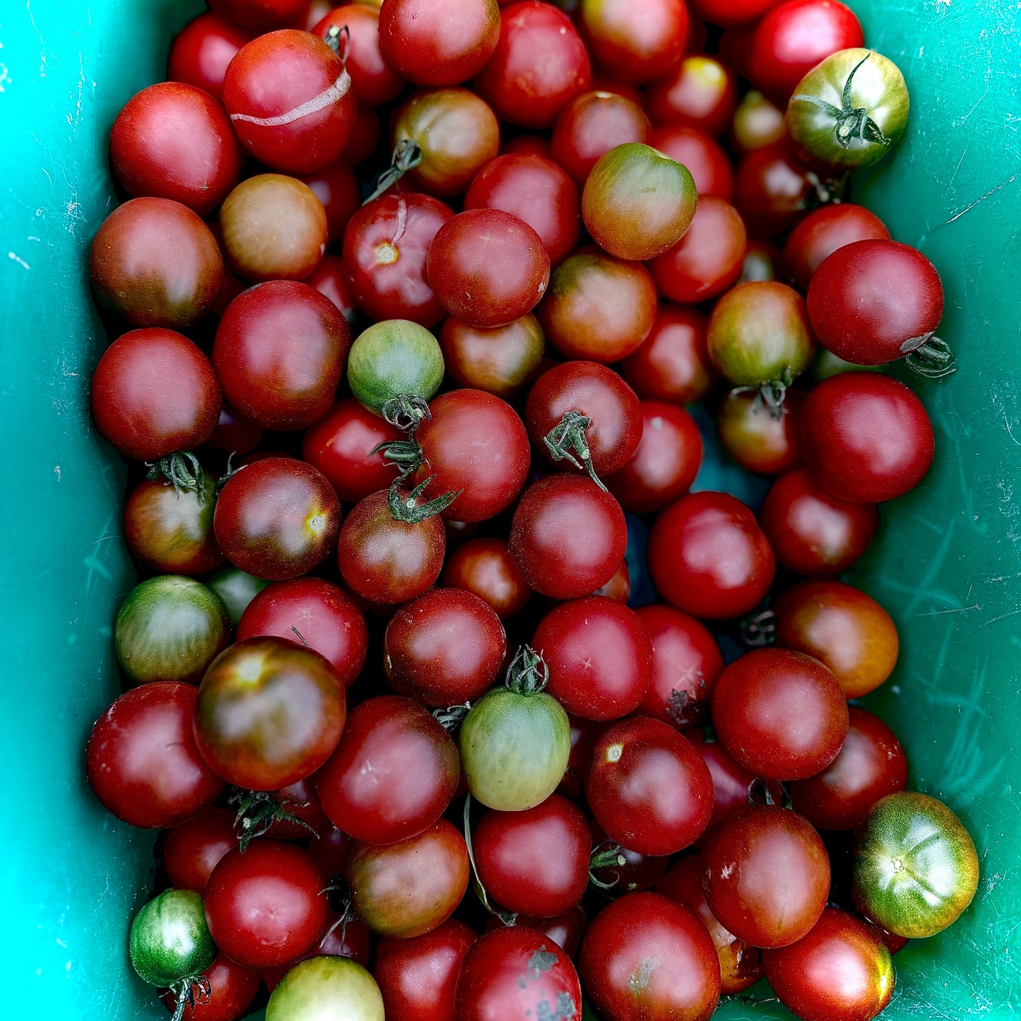 Rebel Alliance -Non GMO- Heirloom Tomato Seeds (10+ Seeds)