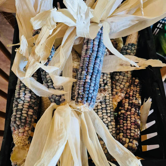 Corn - Blue Hopi