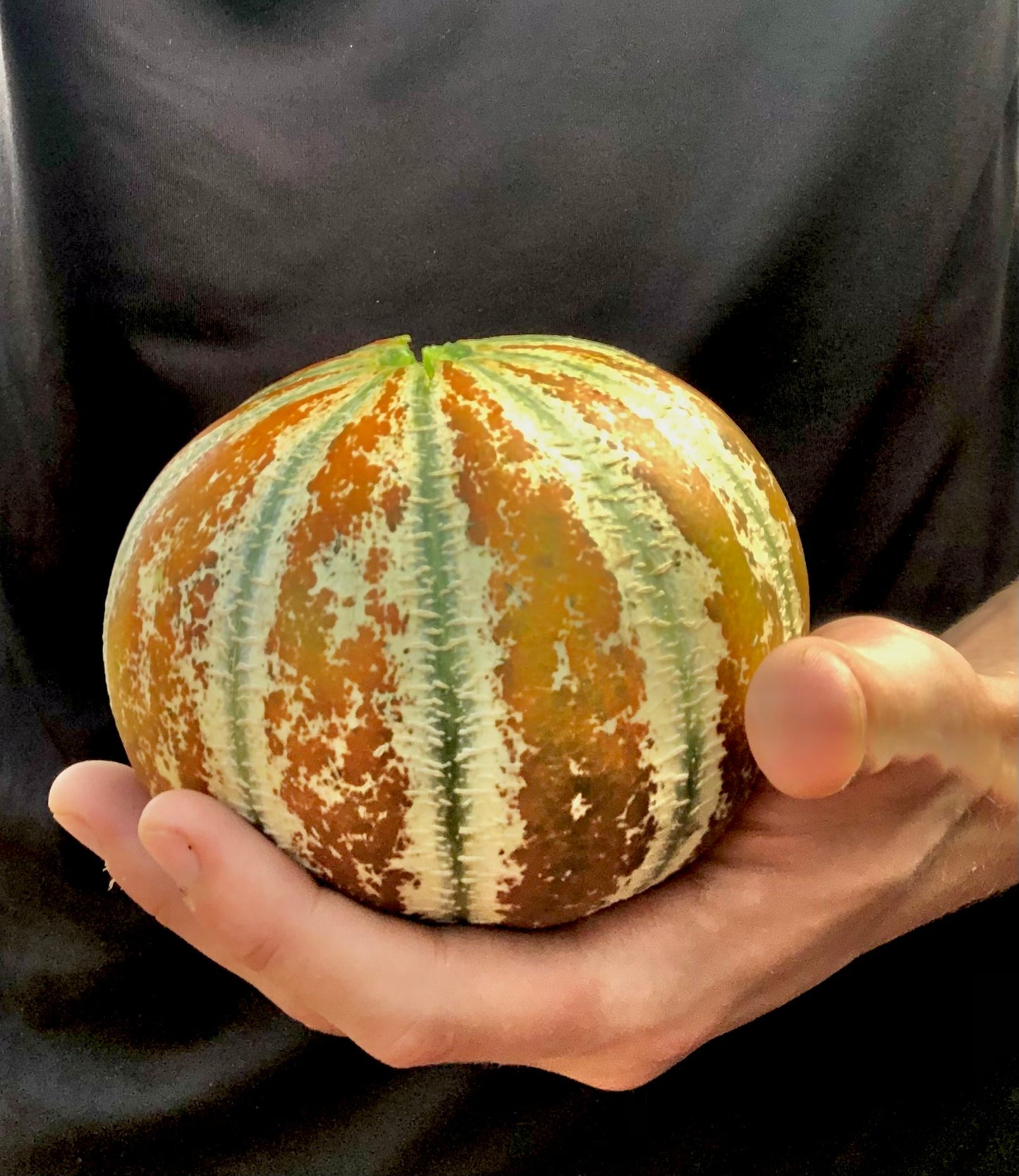 Melon - Kajari