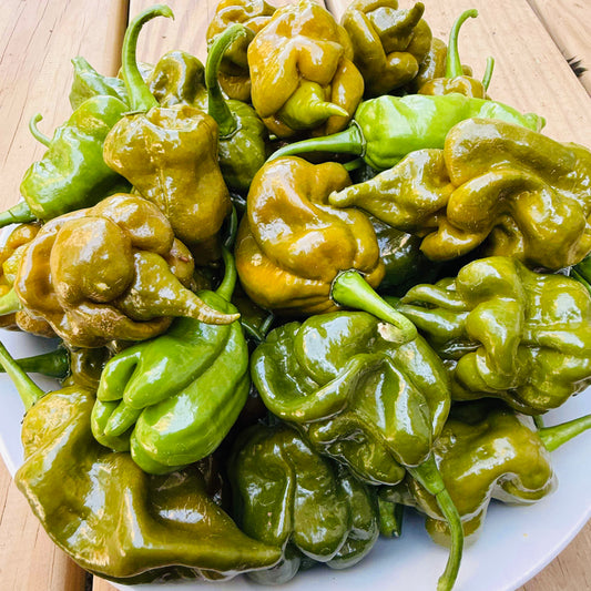 Pepper - Big Mustard Momma