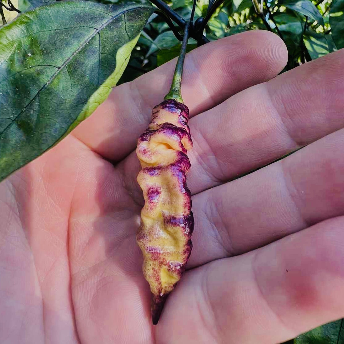 Pepper - Thor’s Thunderbolt