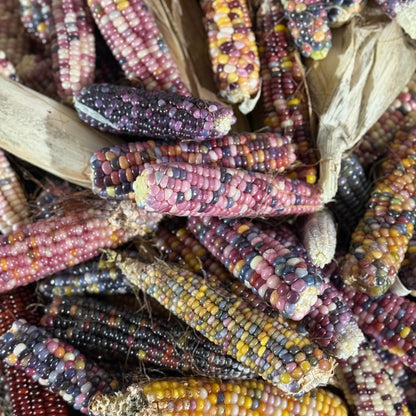 Corn - Glass Gem