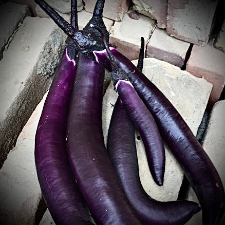 Eggplant - Fengyuan Purple