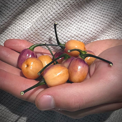 Pepper - Olho De Mutum