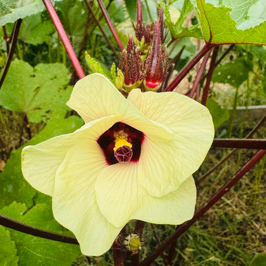 Okra - Bowling Red
