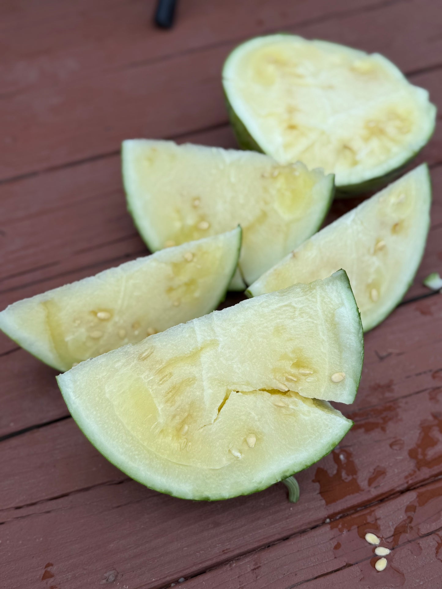 Watermelon - Silver Yamato