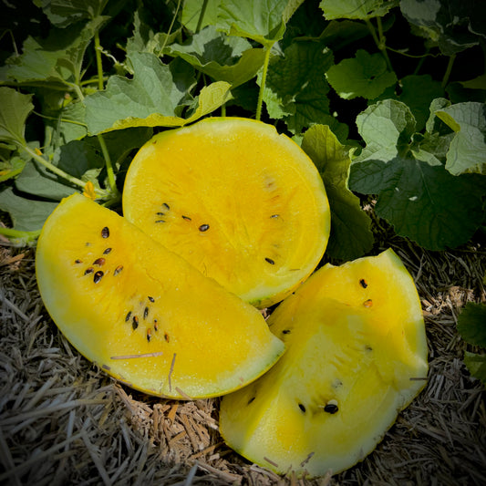Watermelon - Lemon Drop