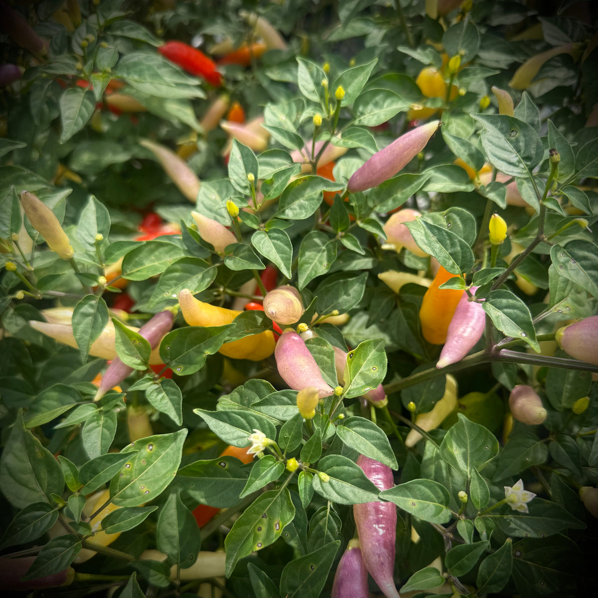 Pepper - Aji Omnicolor