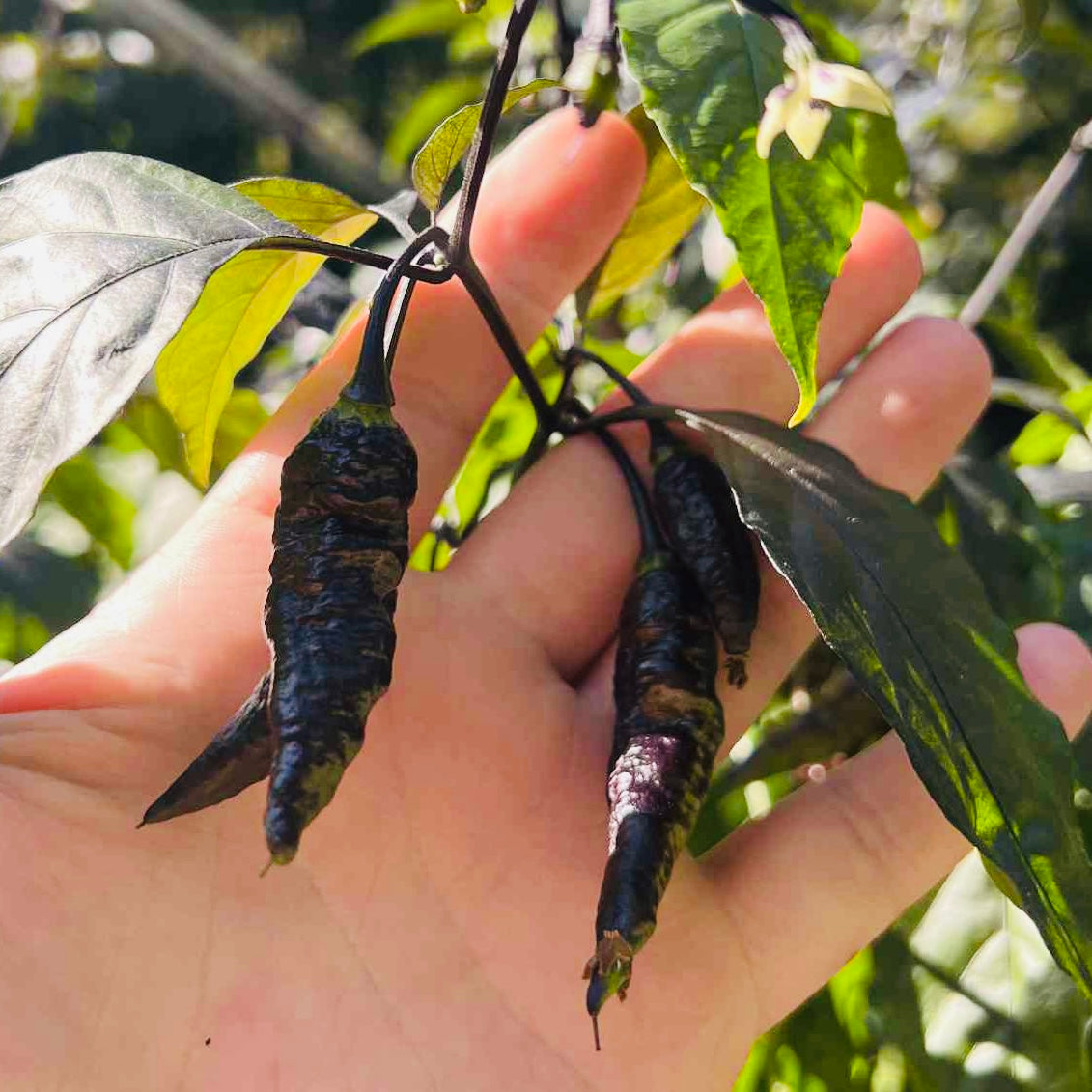 Pepper - Black Panther