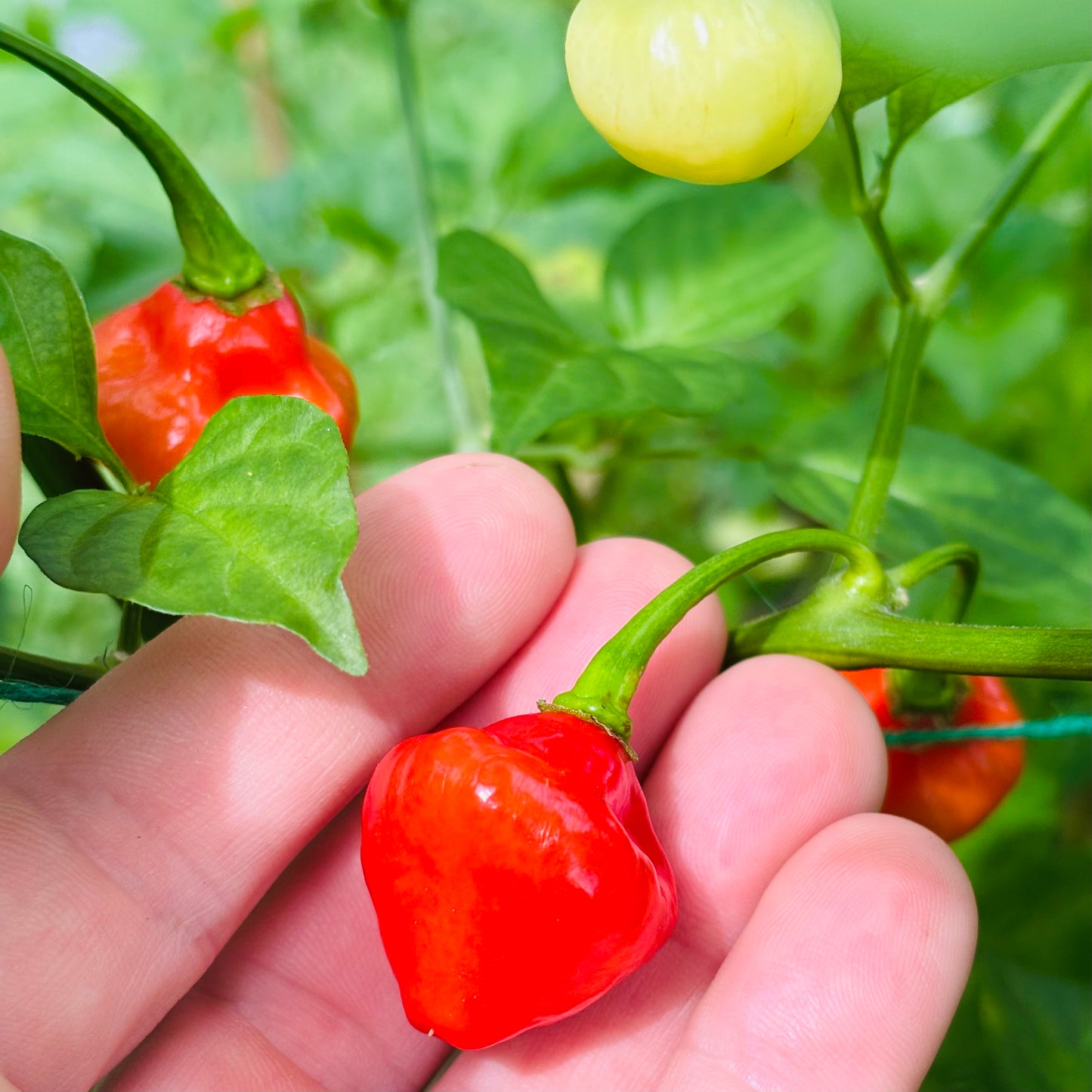 Pepper - Drops Of Fire