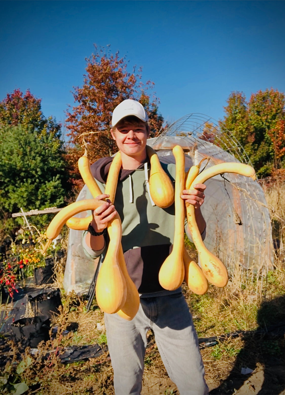 Squash - Zuchinno Rampicante