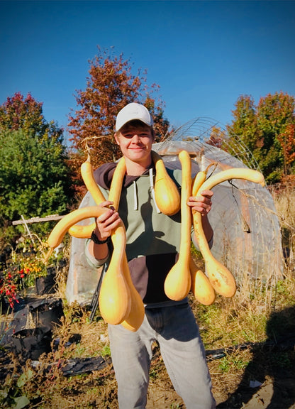 Squash - Zucchino Rampicante