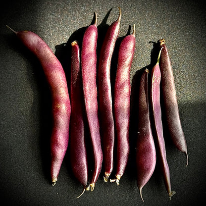 Bean - Blooming Prairie