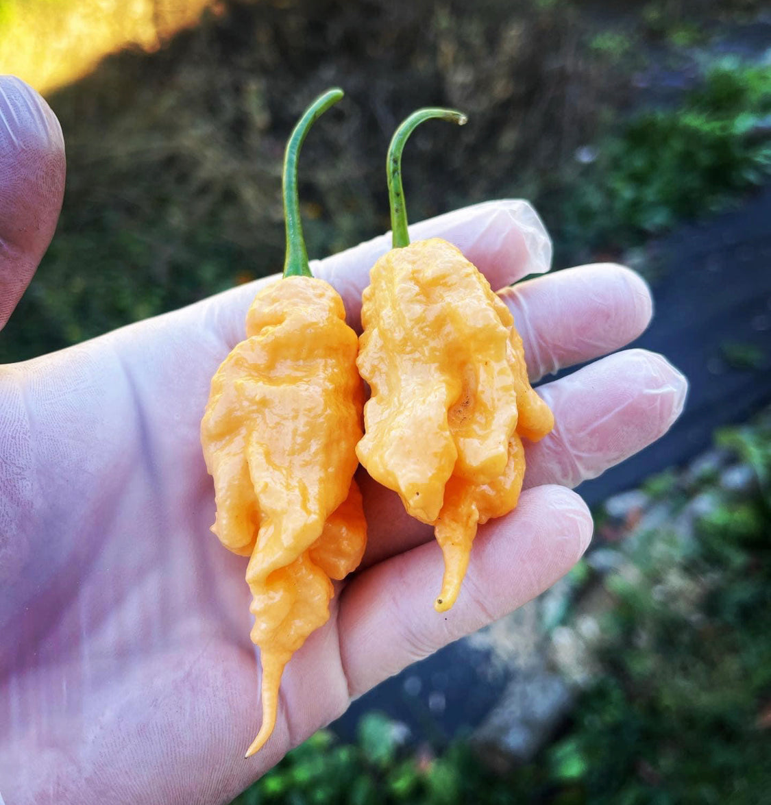 Pepper - Jay’s Peach Ghost Scorpion