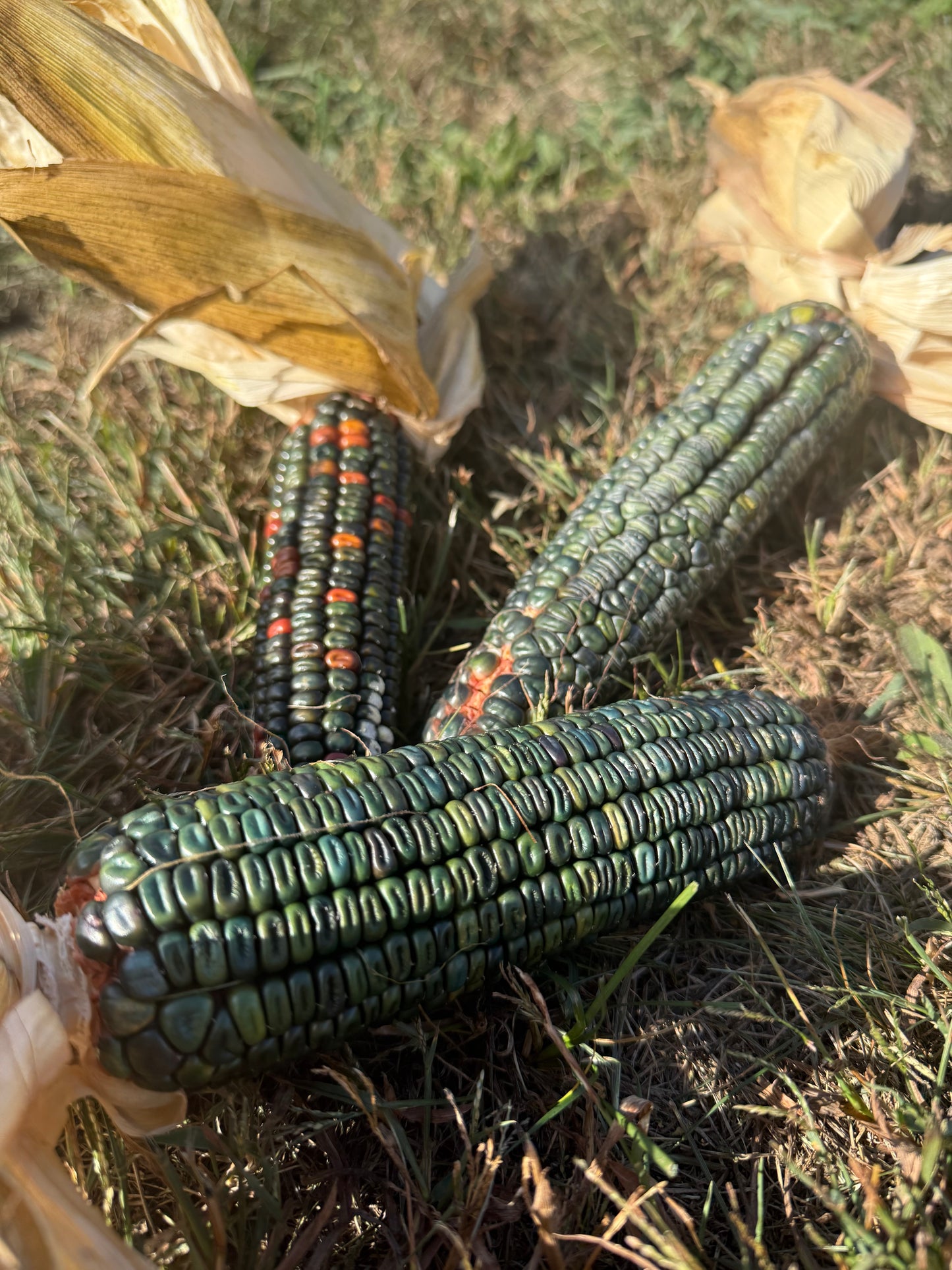 Corn - Oaxacan Green