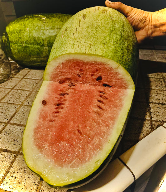 Watermelon-Art Combe’s Ancient