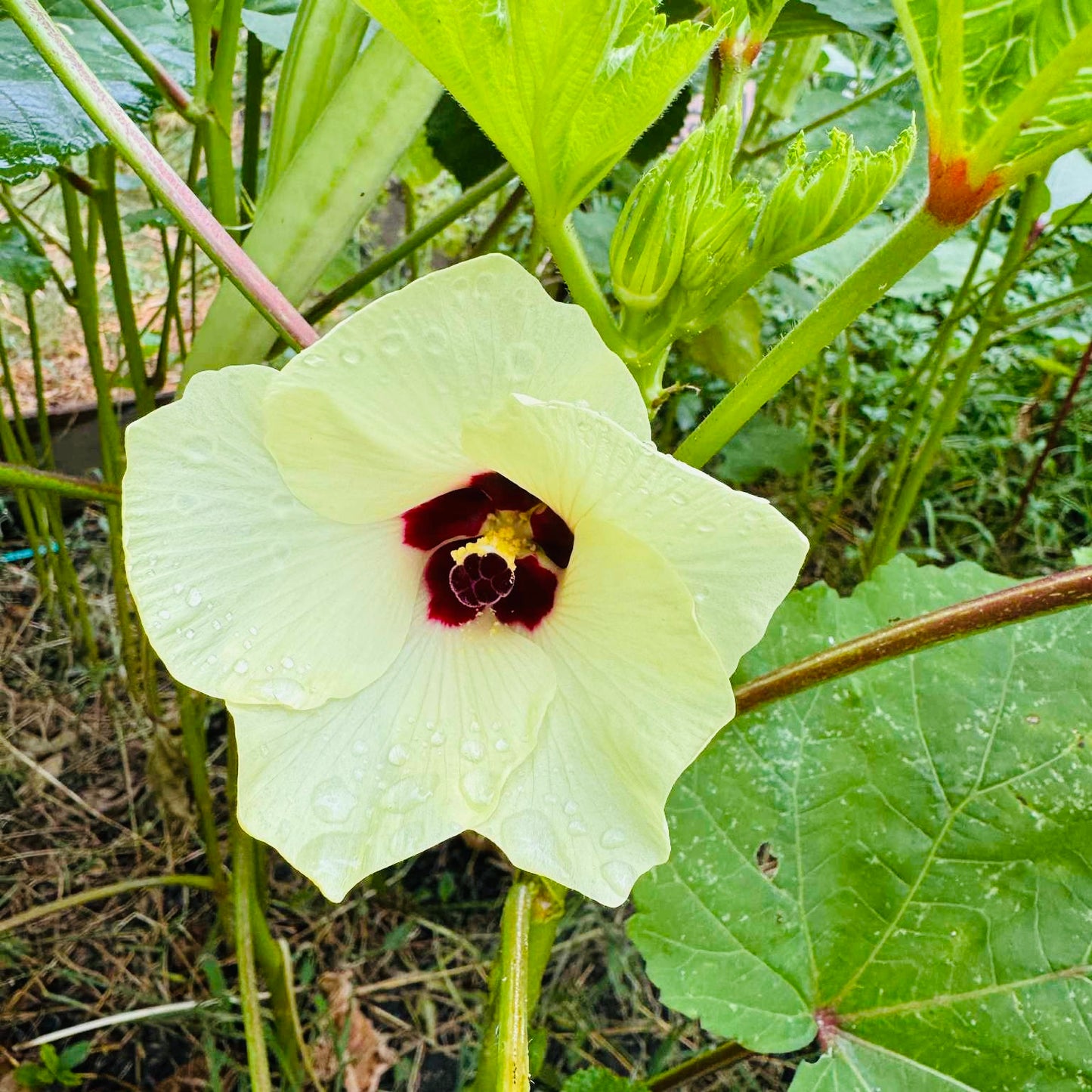Okra - Burmese