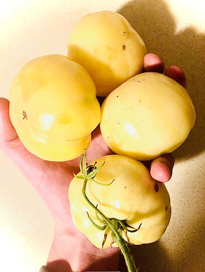 Tomato - White Tomesol