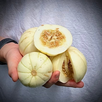 Melon- Kiku chrysanthemum