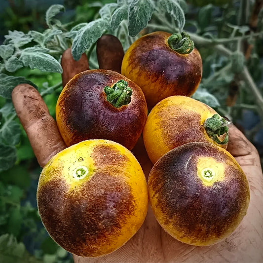 Tomato - Wooly Kate