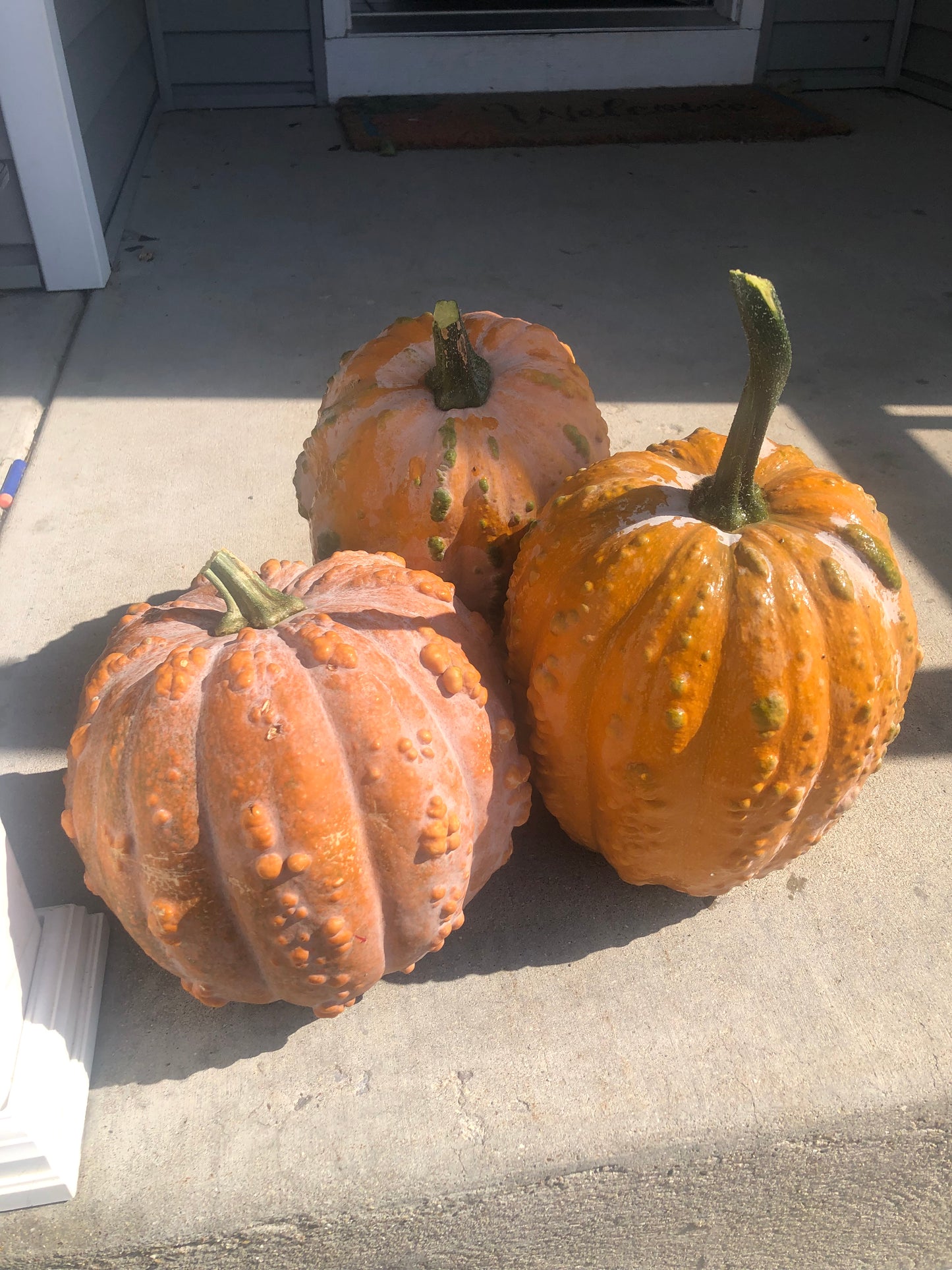 Squash - Musquee De Maroc