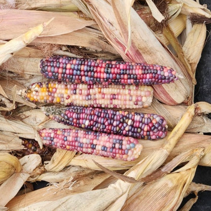 Corn - Glass Gem