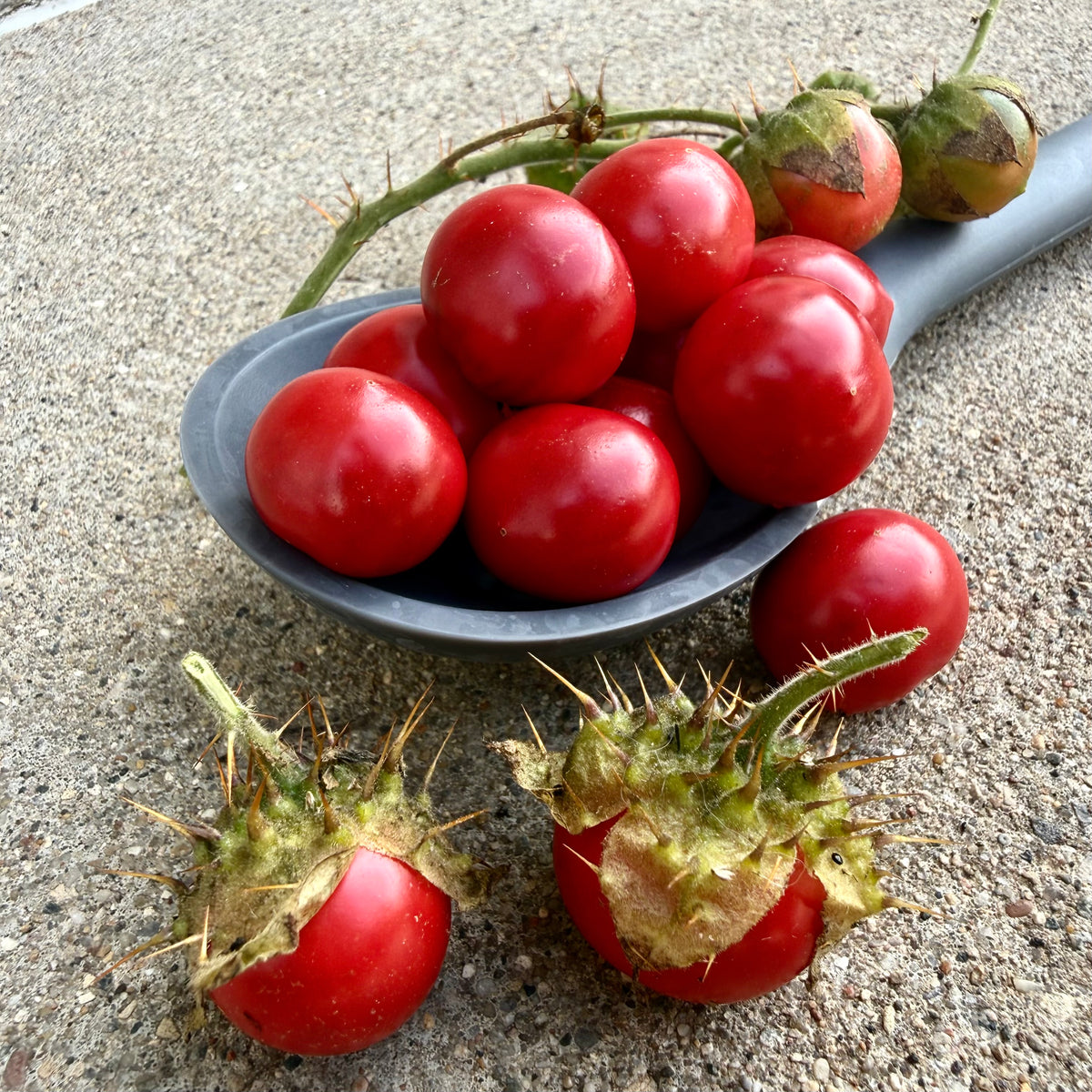 Tomato - Litchi