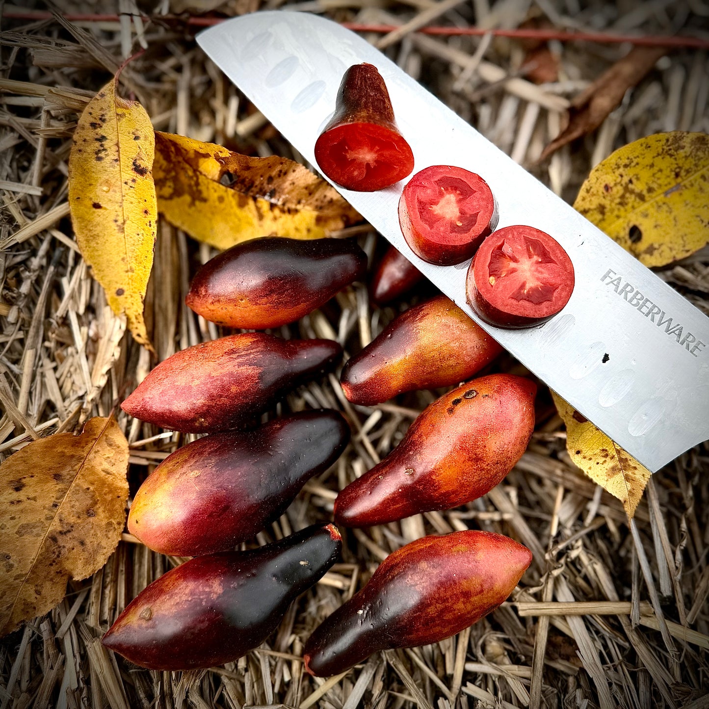 Tomato - Pink Panther