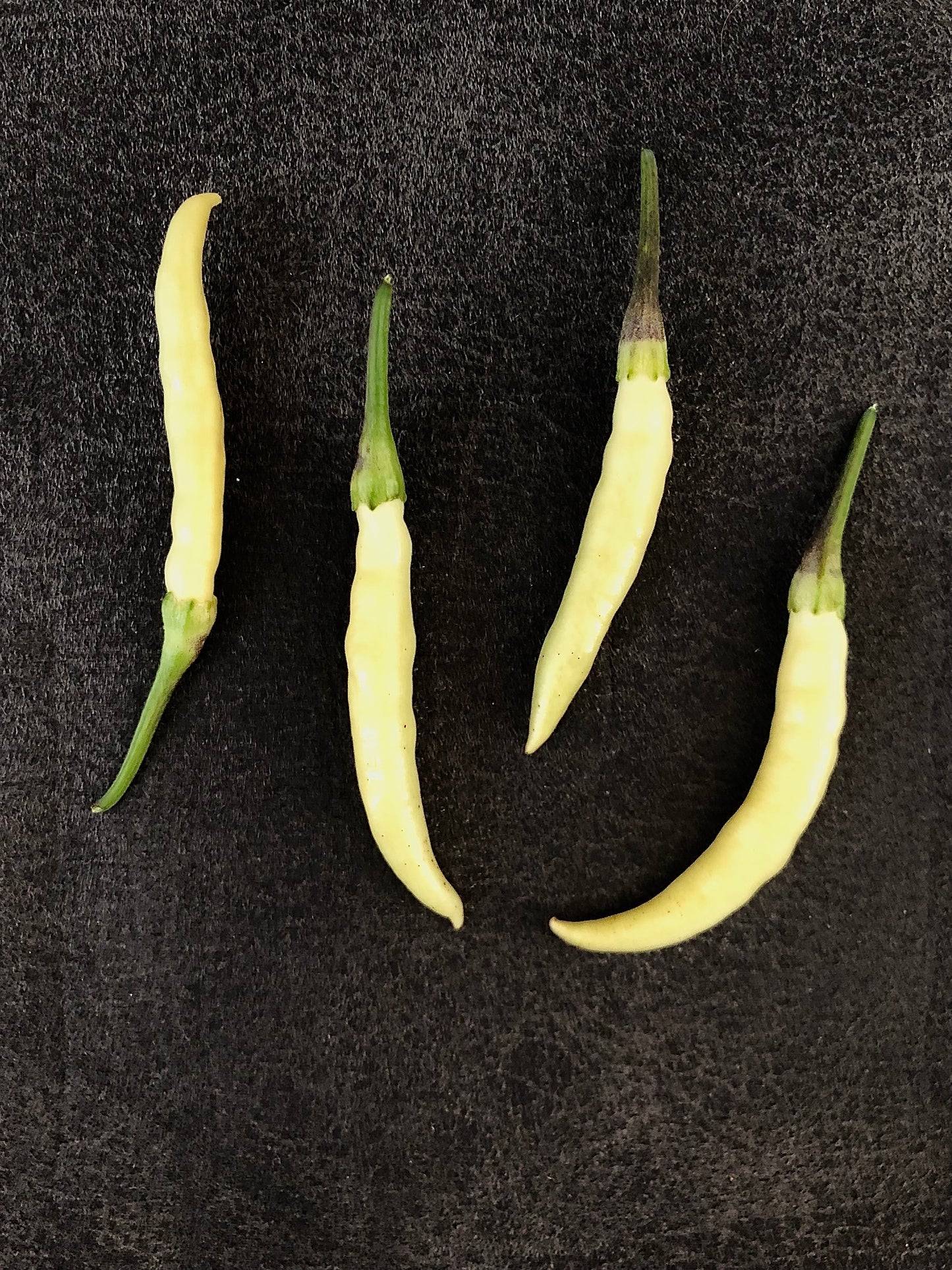 Pepper - Bushy White Thai