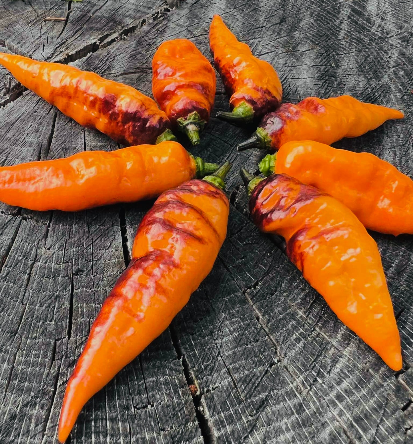 Pepper - Black Panther