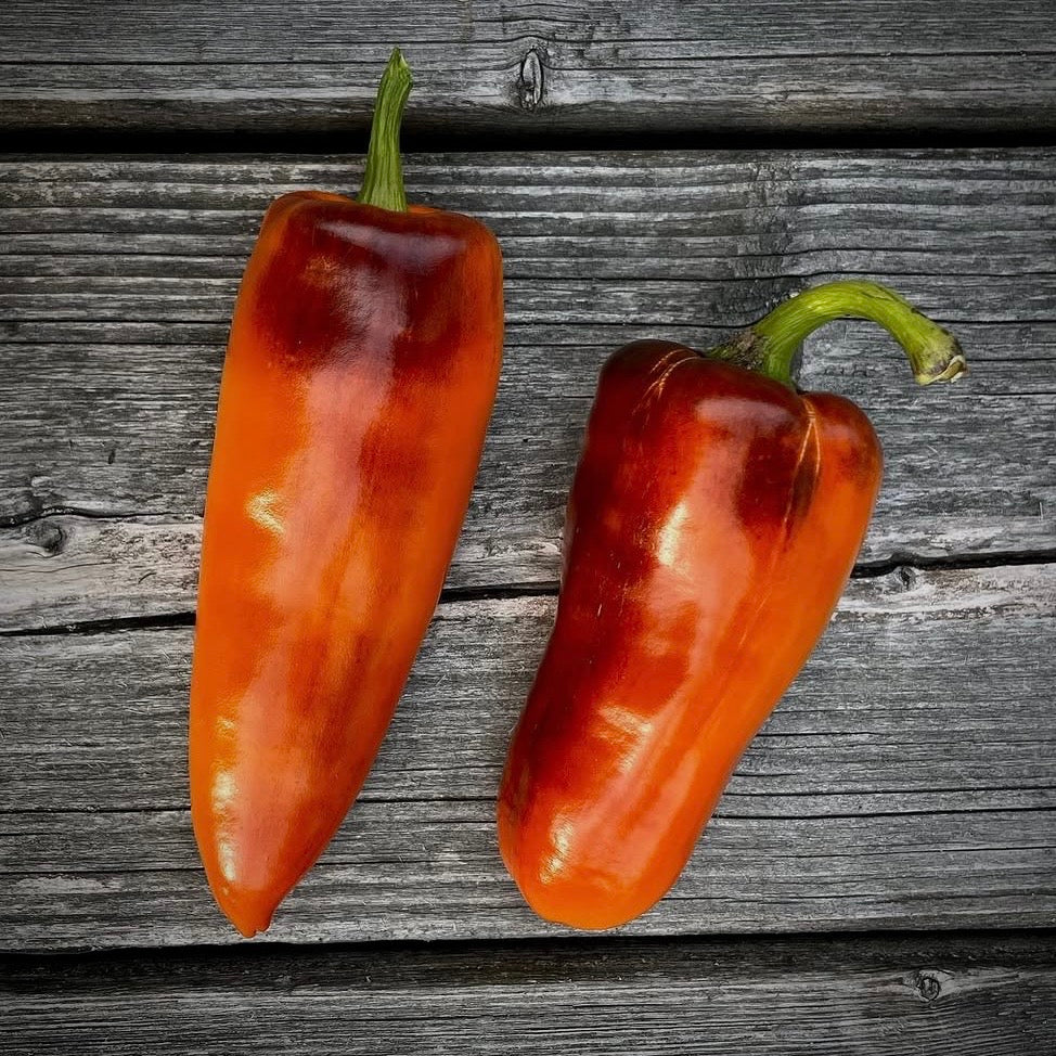 Pepper - Pippin’s Golden Honey