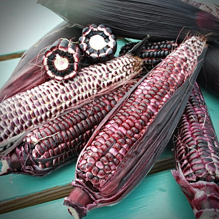 Corn - Double Red Sweet