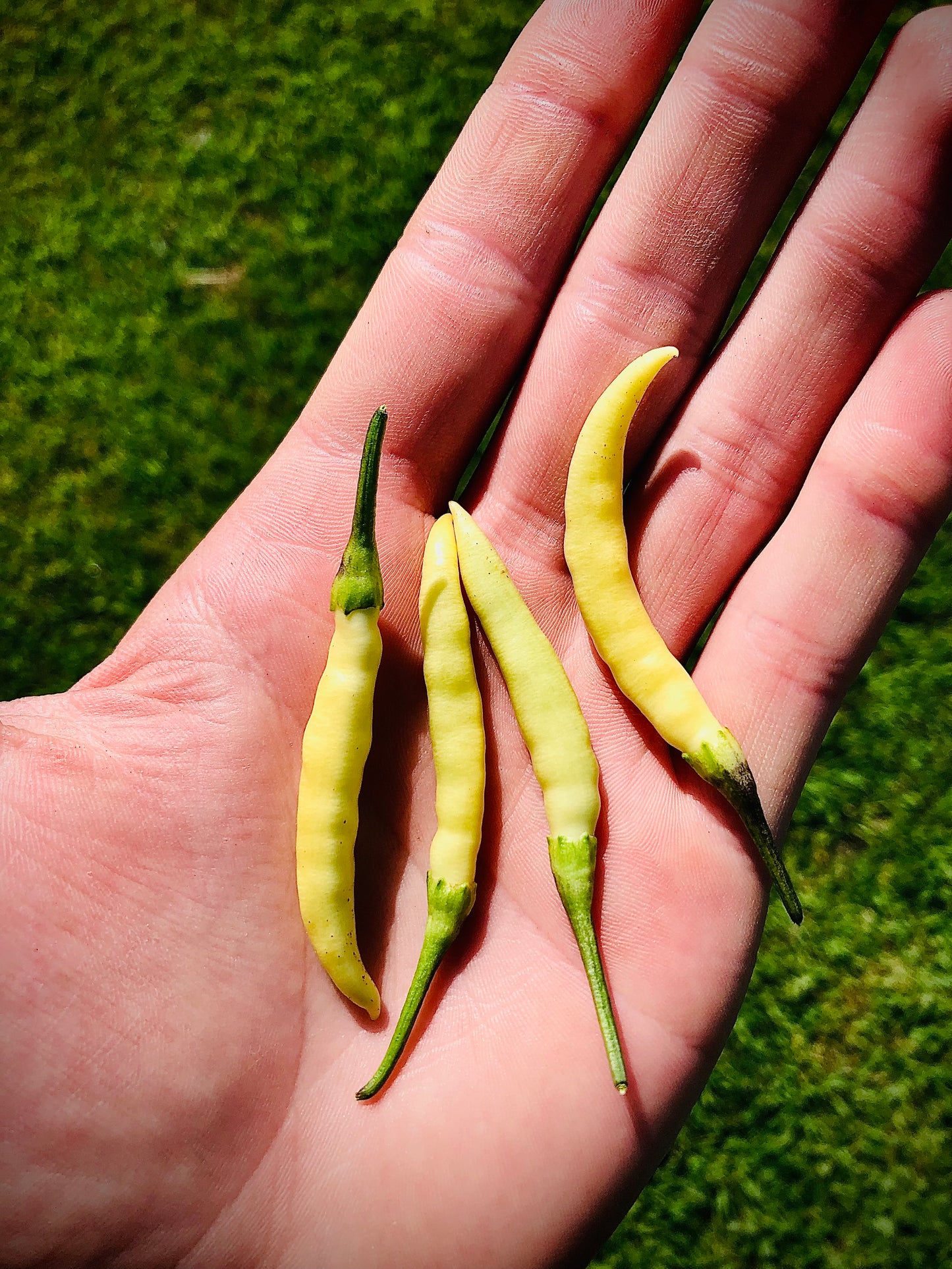 Pepper - Bushy White Thai