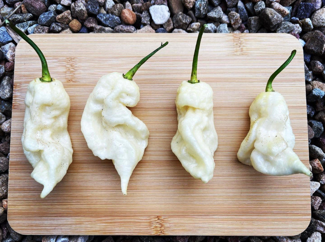 Pepper - White Ghost Scorpion