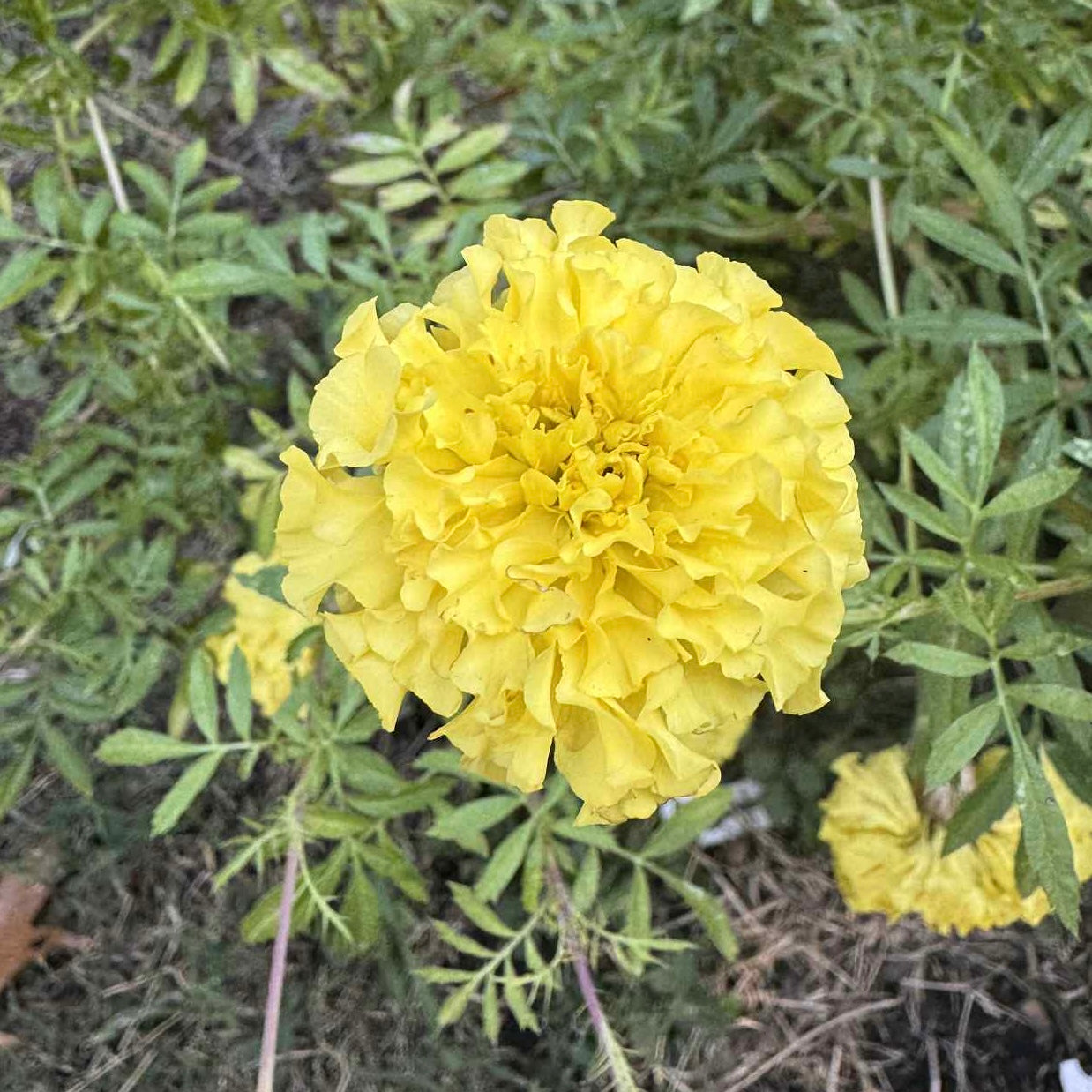 Marigold - Key Lime
