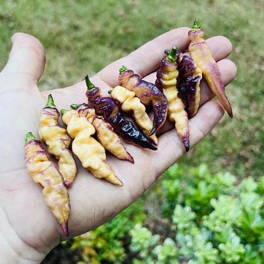 Pepper - Thor’s Thunderbolt