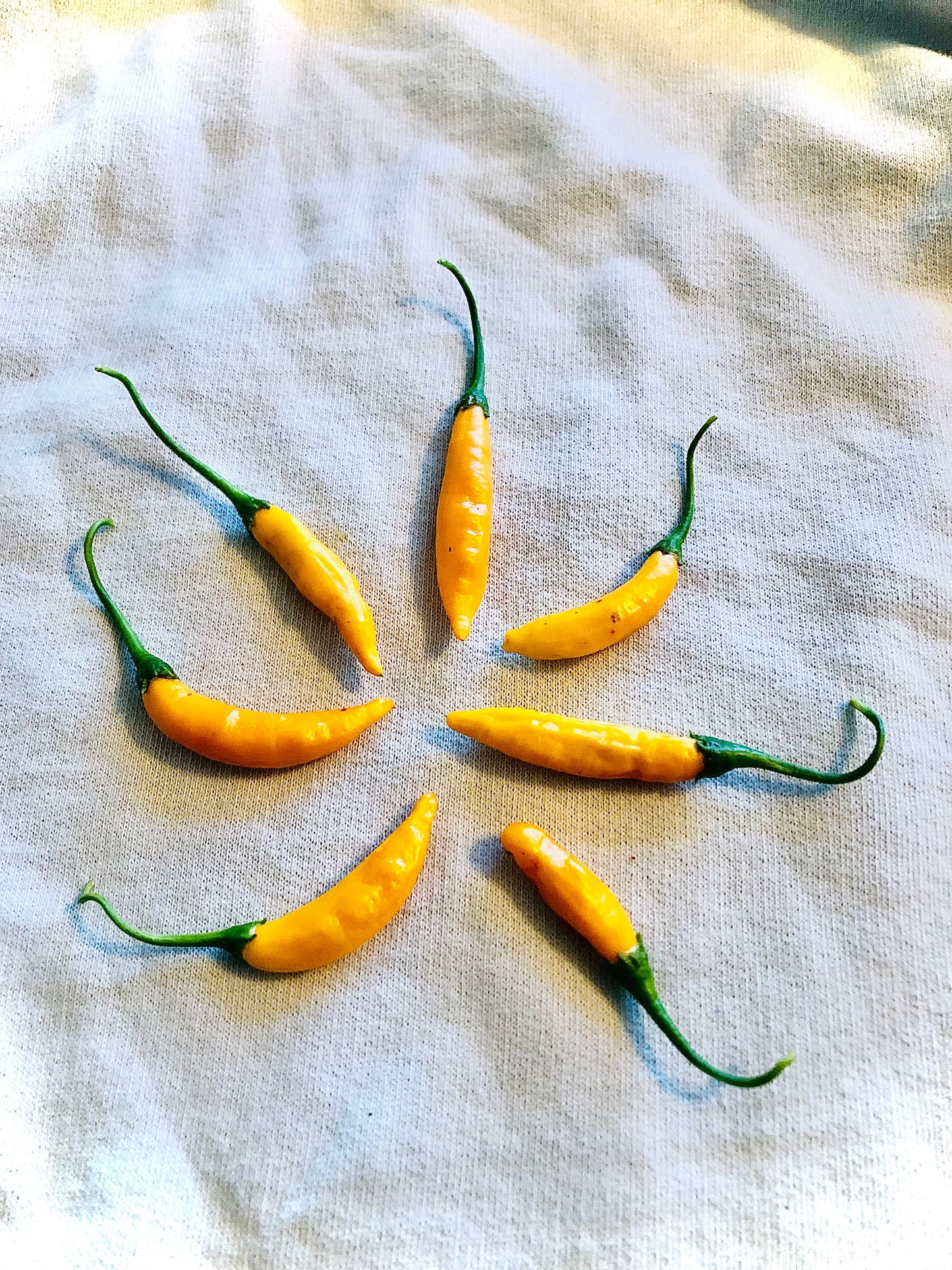 Pepper - Aji Criolla