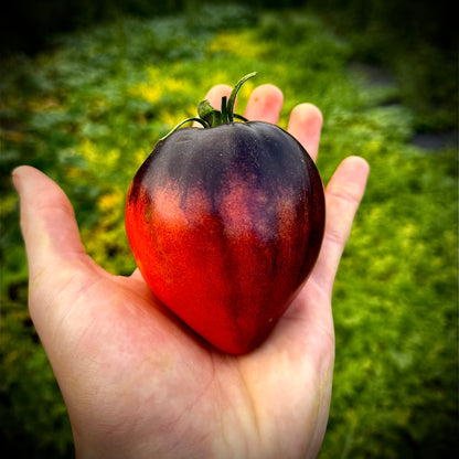 Tomato - Kas 21