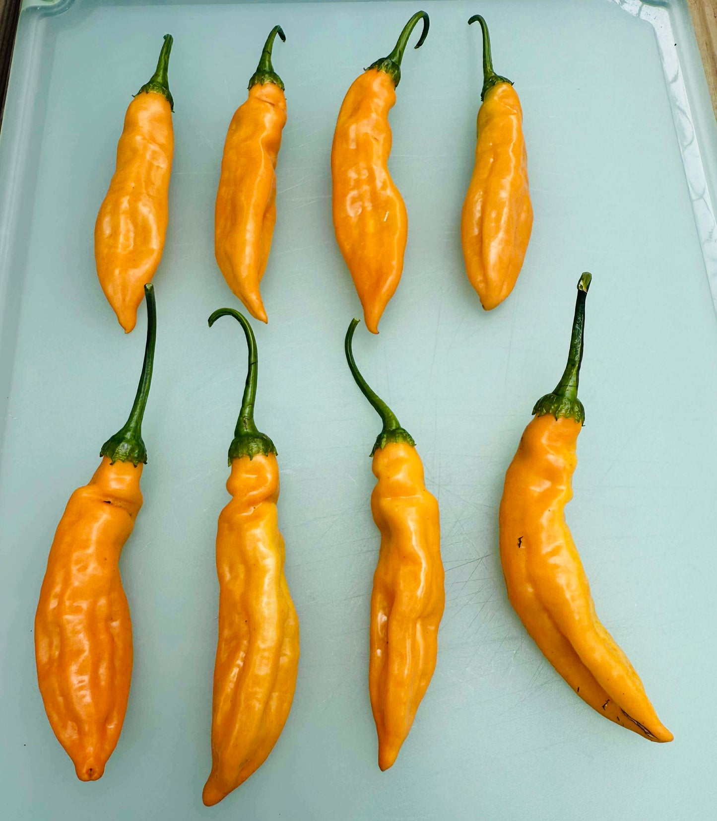 Pepper - Aji Mango