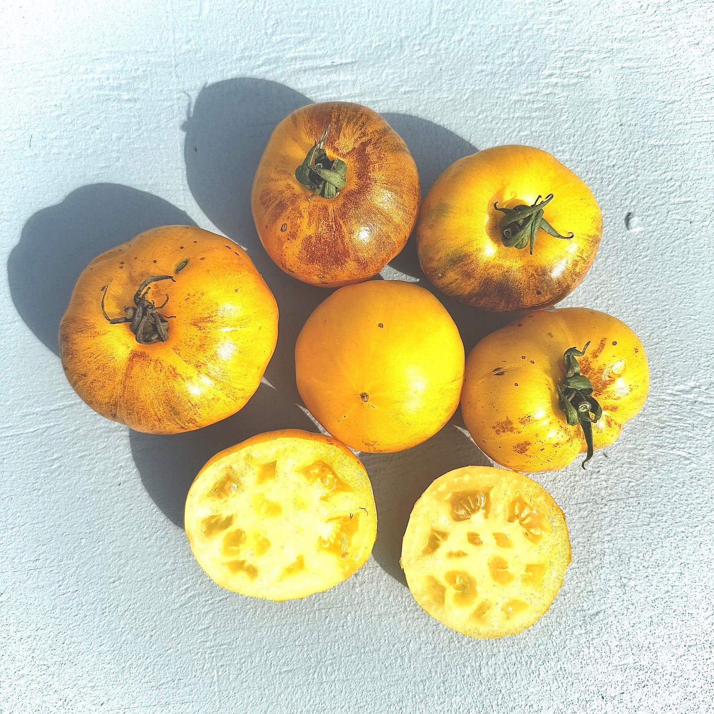 Primary Colors -Non GMO- Heirloom Tomato Seeds (10+ Seeds)