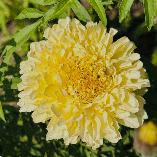 Marigold - Kilamanjaro White