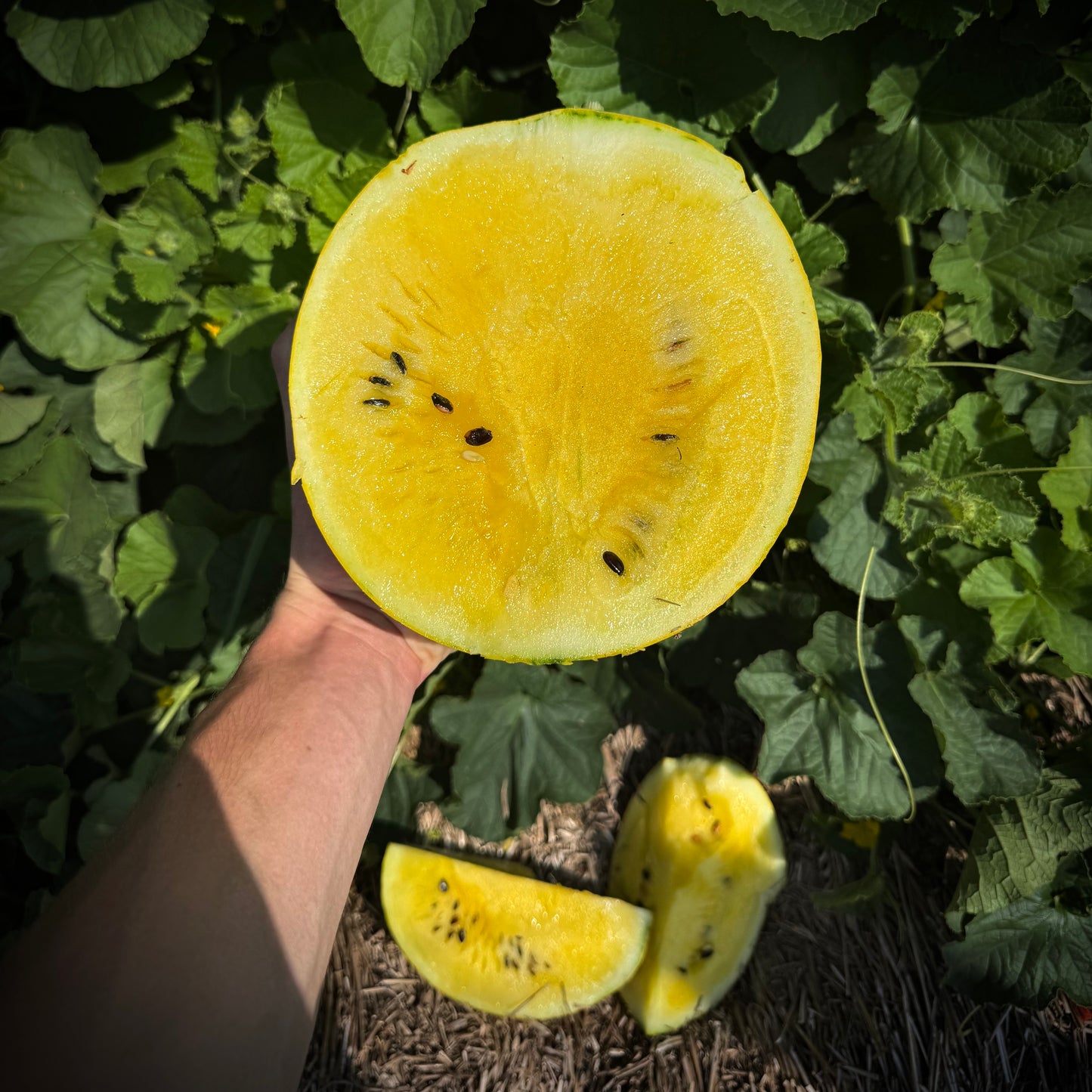 Watermelon - Lemon Drop