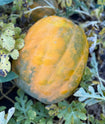 Watermelon - Royal Golden