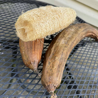 Luffa - Gourd Seeds