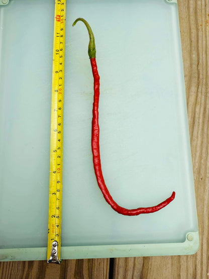 Thunder Mountain Longhorn - Pepper Seeds