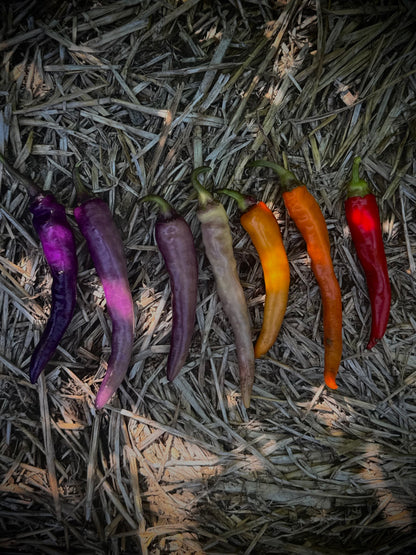 Pepper - Buena Mulata