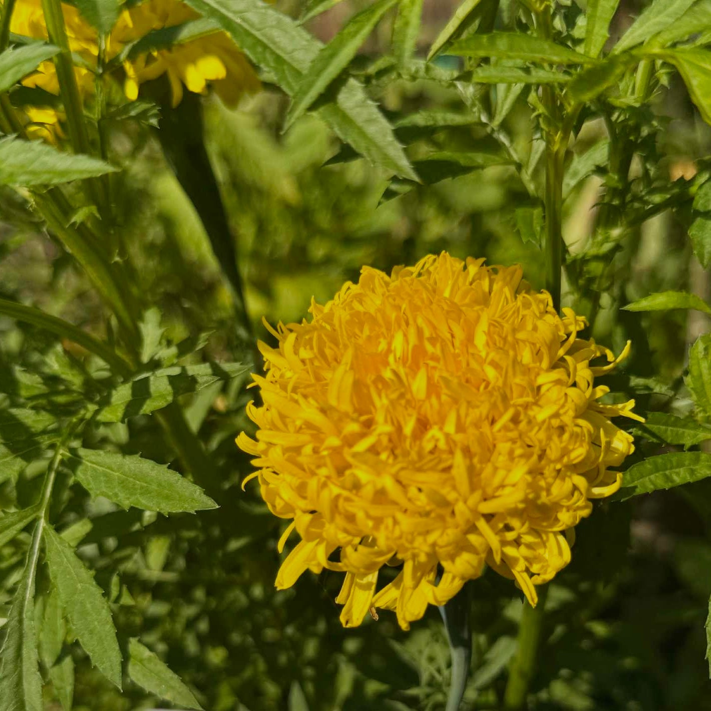 Marigold - Phyliss